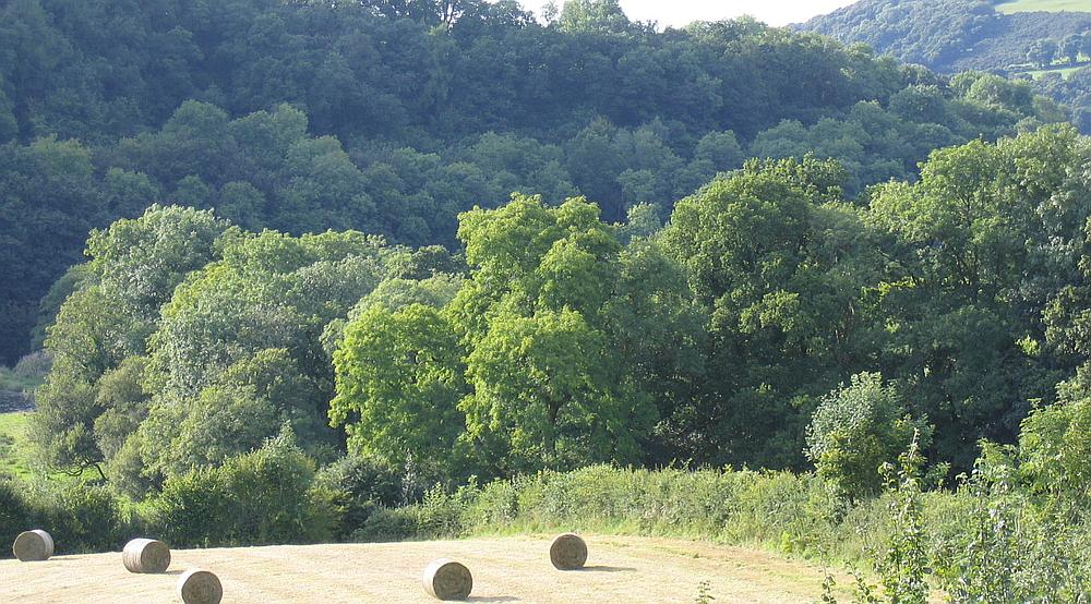 Pentrecwrt CARMARTHENSHIRE