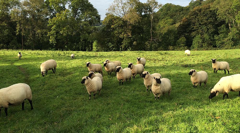 Pentrecwrt CARMARTHENSHIRE