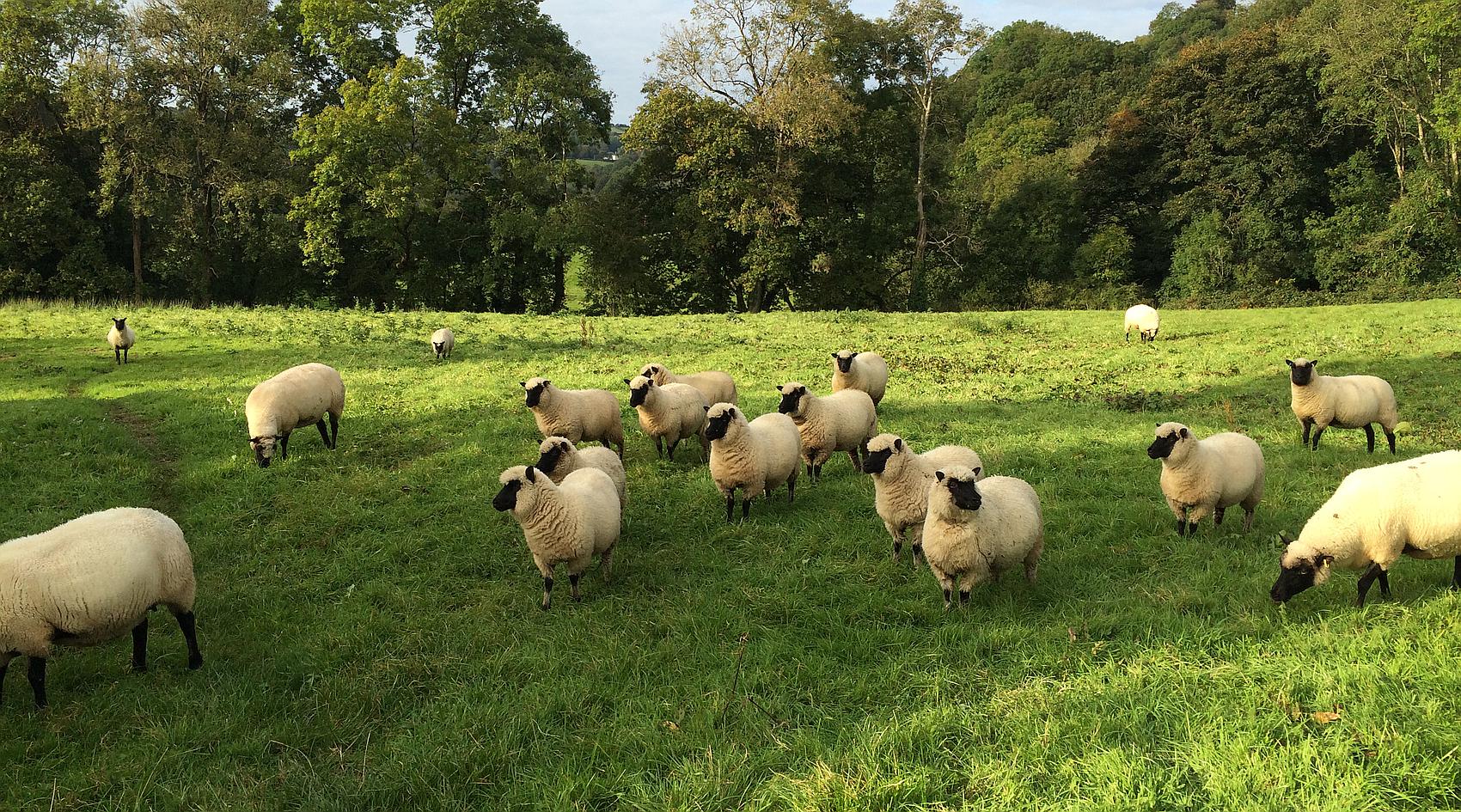 Pentrecwrt CARMARTHENSHIRE