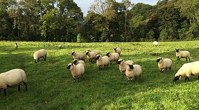 Pentrecwrt CARMARTHENSHIRE