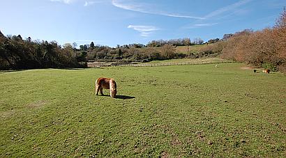 Lower Odcombe SOMERSET