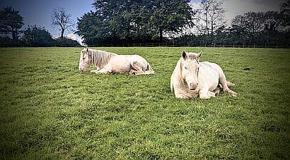 Calverleigh DEVON