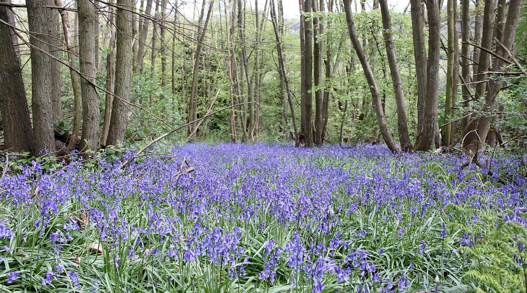 Great Buckland KENT