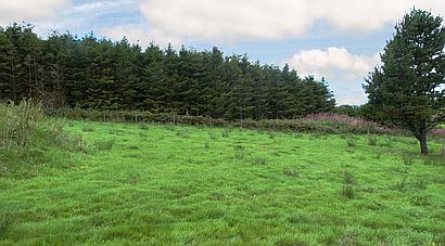 Rosebush PEMBROKESHIRE